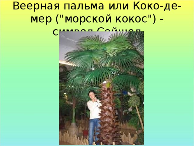 Веерная пальма или Коко-де-мер (