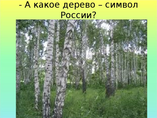 - А какое дерево – символ России?