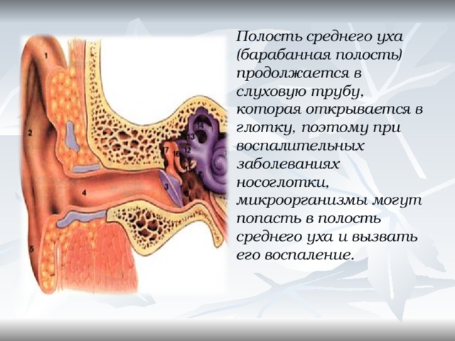 Полость среднего уха (барабанная полость) продолжается в слуховую трубу, которая открывается в глотку, поэтому при воспалительных заболеваниях носоглотки, микроорганизмы могут попасть в полость среднего уха и вызвать его воспаление.