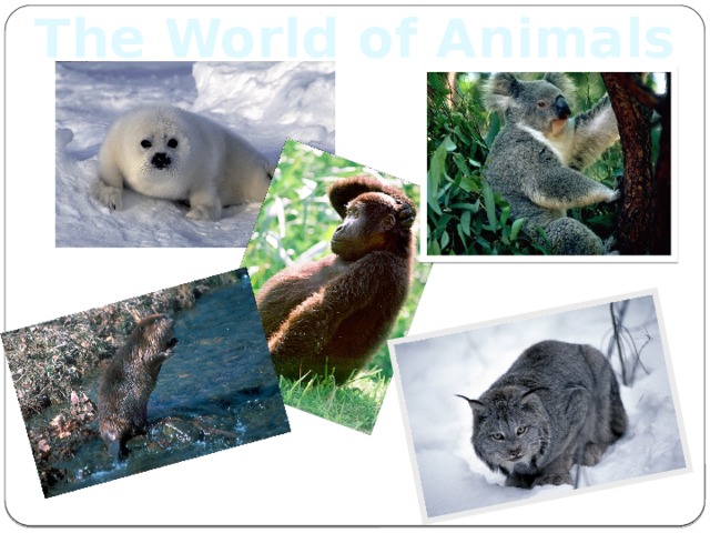 The World of Animals