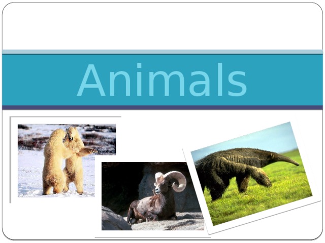 Animals ``