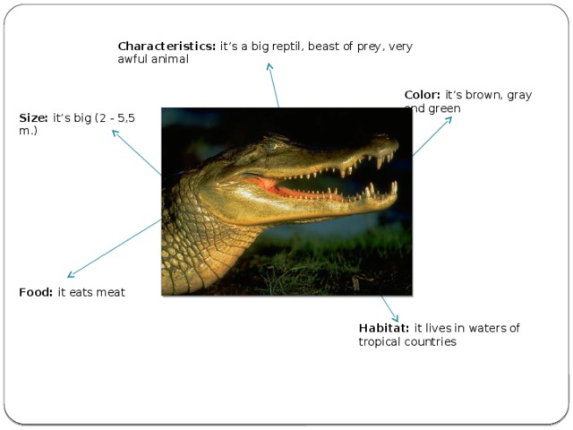 Characteristics: it’s a big reptil, beast of prey, very awful animal Color: it’s brown, gray and green Size: it’s  big (2 - 5,5 m.) Food: it eats meat Habitat: it lives in waters of tropical countries