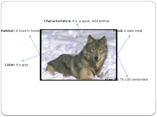 Characteristics: it’s a quick, wild animal Habitat: it lives in  forests  Food: it eats meat Color: it’s gray Size: it’s 75-100 centimeter