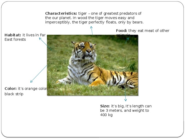 Characteristics: tiger – one of greatest predators of the our planet. In wood the tiger moves easy and imperceptibly, the tiger perfectly floats, only by bears. Food: they eat meat of other animals    Habitat: it lives in  Far East forests  Color: it’s  orange color, black strip  Size: it’s  big, It’s length can be 3 meters, and weight to 400 kg