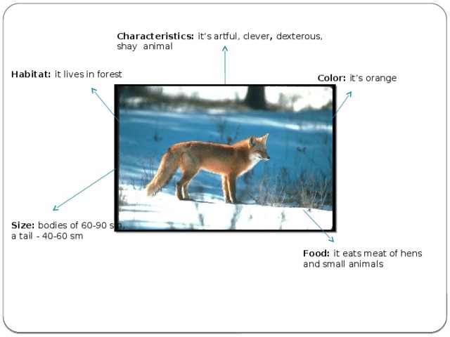 Characteristics: it’s artful, clever , dexterous, shay animal  Habitat: it lives in forest Color: it’s orange  Size: bodies of 60-90 sm, a tail - 40-60 sm Food: it eats meat of hens and small animals