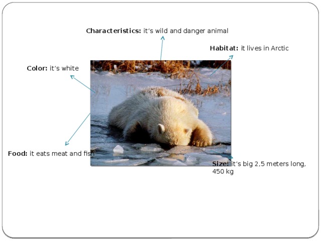 Characteristics: it’s wild and danger animal Habitat: it lives in Arctic Color: it’s  white Food: it eats meat and fish Size: it’s  big 2,5 meters long, 450 kg