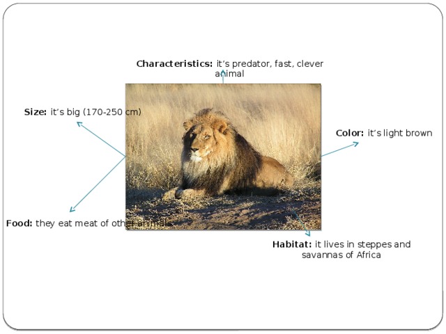 Characteristics: it’s predator, fast, clever animal Size: it’s big ( 170-250 cm) Color: it’s light brown Food: they eat meat of other animals    Habitat: it lives in steppes and savannas of Africa