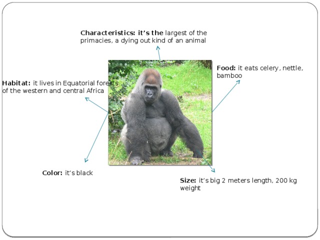 Characteristics: it’s the largest of the primacies, a dying out kind of an animal Food: it eats celery, nettle, bamboo Habitat: it lives in Equatorial forests of the western and central Africa Color: it’s black Size: it’s big 2 meters length, 200 kg weight