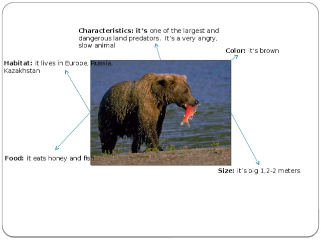 Characteristics: it’s one of the largest and dangerous land predators. It’s a very angry, slow animal Color: it’s brown Habitat: it lives in Europe, Russia, Kazakhstan Food: it eats honey and fish Size: it’s big 1,2-2 meters