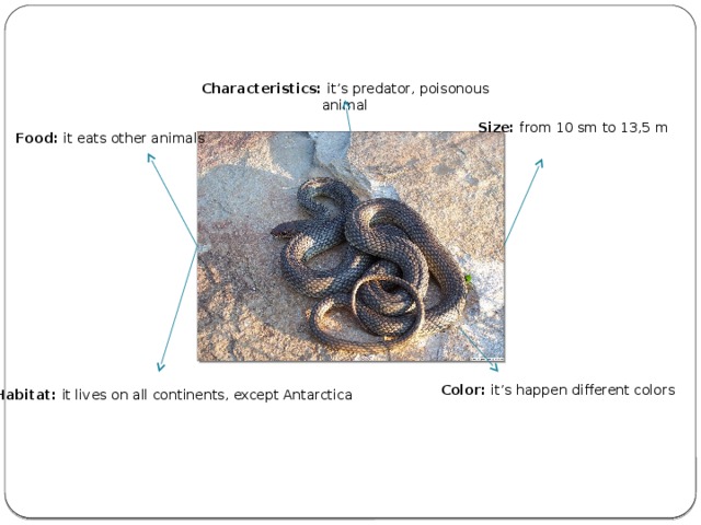 Characteristics: it’s predator, poisonous animal Size: from 10 sm to 13,5 m Food: it eats other animals Color: it’s happen different colors Habitat: it lives on all continents, except Antarctica