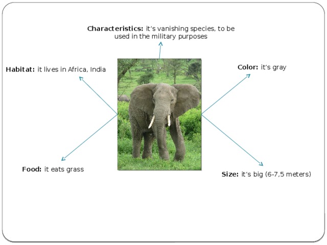 Characteristics: it’s vanishing species, to be used in the military purposes Color: it’s gray Habitat: it lives in Africa, India Food: it eats grass Size: it’s  big ( 6-7,5 meters )