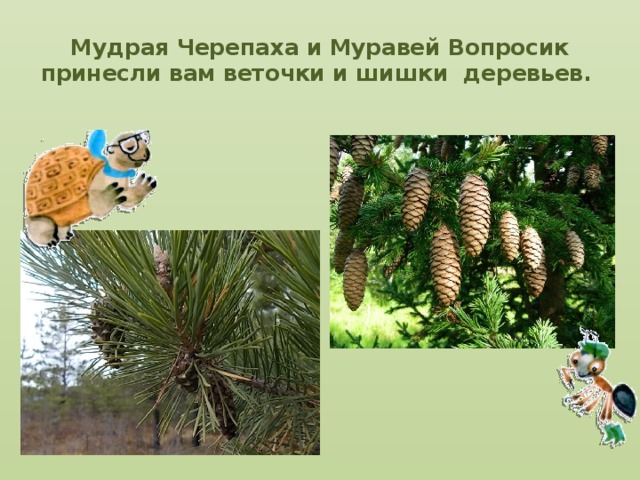 Мудрая Черепаха и Муравей Вопросик принесли вам веточки и шишки деревьев.