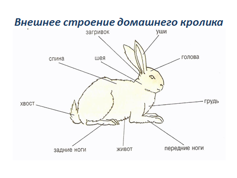 Строение кролика. Строение тела животных. Внешнее строение кролика. Строение зайца.