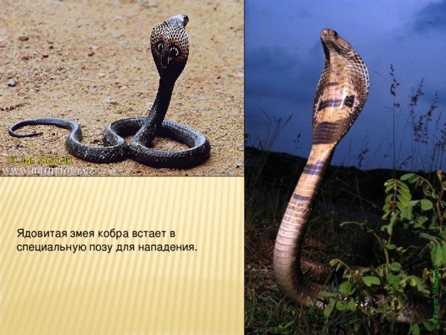 Ядовитая змея кобра встает в специальную позу для нападения.