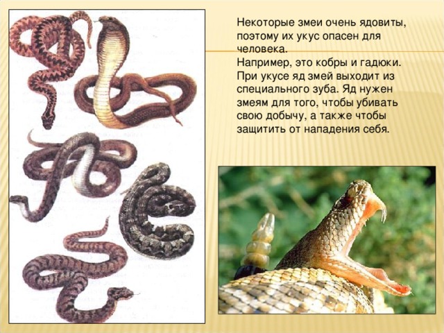 Некоторые змеи очень ядовиты, поэтому их укус опасен для человека. Например, это кобры и гадюки. При укусе яд змей выходит из специального зуба. Яд нужен змеям для того, чтобы убивать свою добычу, а также чтобы защитить от нападения себя.