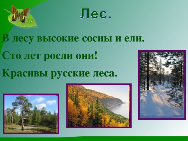 В лесу высокие сосны и ели. Сто лет росли они! Красивы русские леса.