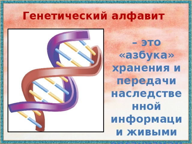 Генетический алфавит – это «азбука» хранения и передачи наследственной информации живыми организмами