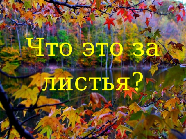 Что это за листья?