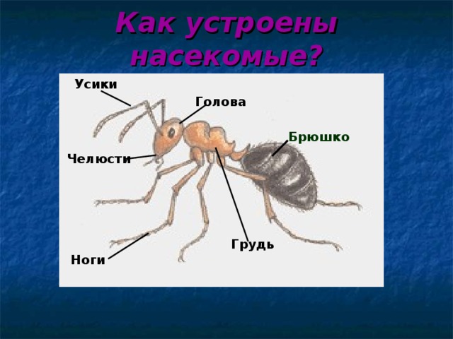 Как устроены насекомые? Усики Голова Брюшко Челюсти Грудь Ноги