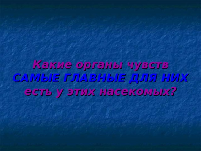 Какие органы чувств САМЫЕ ГЛАВНЫЕ ДЛЯ НИХ есть у этих насекомых?