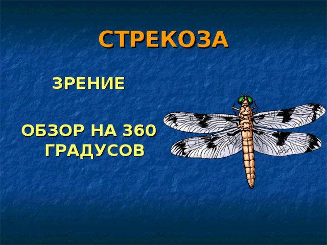 СТРЕКОЗА ЗРЕНИЕ  ОБЗОР НА 360 ГРАДУСОВ