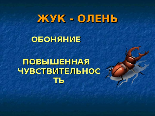 ЖУК - ОЛЕНЬ ОБОНЯНИЕ  ПОВЫШЕННАЯ ЧУВСТВИТЕЛЬНОСТЬ