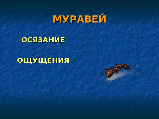 МУРАВЕЙ ОСЯЗАНИЕ  ОЩУЩЕНИЯ