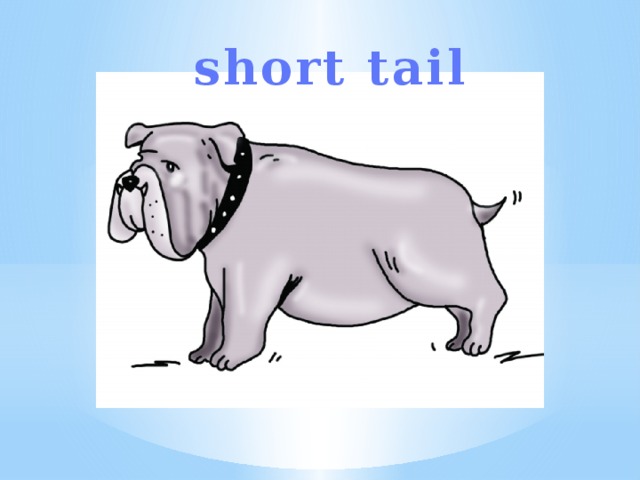 short tail