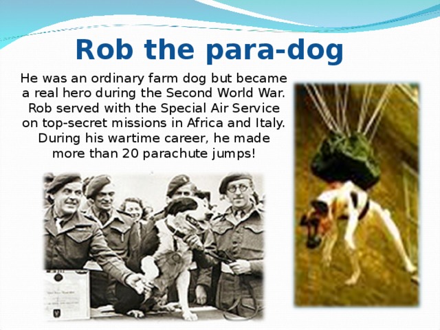 Rob the para-dog He was an ordinary farm dog but became a real hero during the Second World War. Rob served with the Special Air Service on top-secret missions in Africa and Italy. During his wartime career, he made more than 20 parachute jumps!