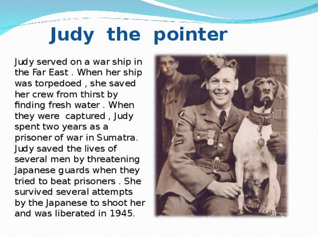 Judy the pointer Judy served on a war ship in the Far East . When her ship was torpedoed , she saved her crew from thirst by finding fresh water . When they were captured , Judy spent two years as a prisoner of war in Sumatra. Judy saved the lives of several men by threatening Japanese guards when they tried to beat prisoners . She survived several attempts by the Japanese to shoot her and was liberated in 1945.