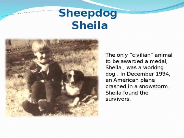 Sheepdog  Sheila The only “civilian” animal to be awarded a medal, Sheila , was a working dog . In December 1994, an American plane crashed in a snowstorm . Sheila found the survivors.