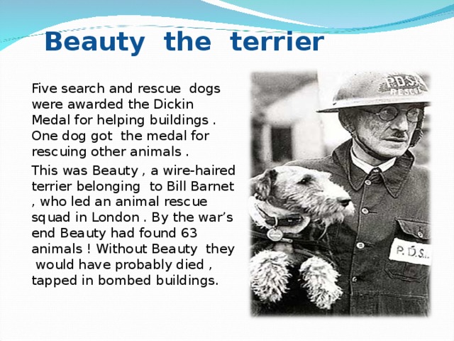 Beauty the terrier Five search and rescue dogs were awarded the Dickin Medal for helping buildings . One dog got the medal for rescuing other animals . This was Beauty , a wire-haired terrier belonging to Bill Barnet , who led an animal rescue squad in London . By the war’s end Beauty had found 63 animals ! Without Beauty they would have probably died , tapped in bombed buildings.