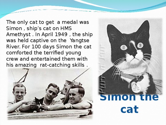 The only cat to get a medal was Simon , ship’s cat on HMS Amethyst . In April 1949 , the ship was held captive on the Yangtse  River. For 100 days Simon the cat comforted the terrified young crew and entertained them with his amazing rat-catching skills . Simon the cat