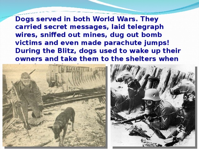 Dogs served in both World Wars. They carried secret messages, laid telegraph wires, sniffed out mines, dug out bomb victims and even made parachute jumps! During the Blitz, dogs used to wake up their owners and take them to the shelters when they heard the sirens.