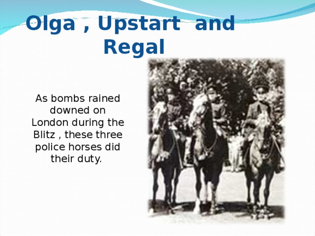 Olga , Upstart  and  Regal As bombs rained downed on London during the Blitz , these three police horses did their duty.