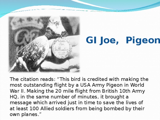 GI Joe, Pigeon The citation reads: “This bird is credited with making the most outstanding flight by a USA Army Pigeon in World War II. Making the 20 mile flight from British 10th Army HQ, in the same number of minutes, it brought a message which arrived just in time to save the lives of at least 100 Allied soldiers from being bombed by their own planes.”