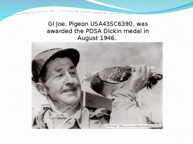 GI Joe, Pigeon USA43SC6390, was awarded the PDSA Dickin medal in August 1946.