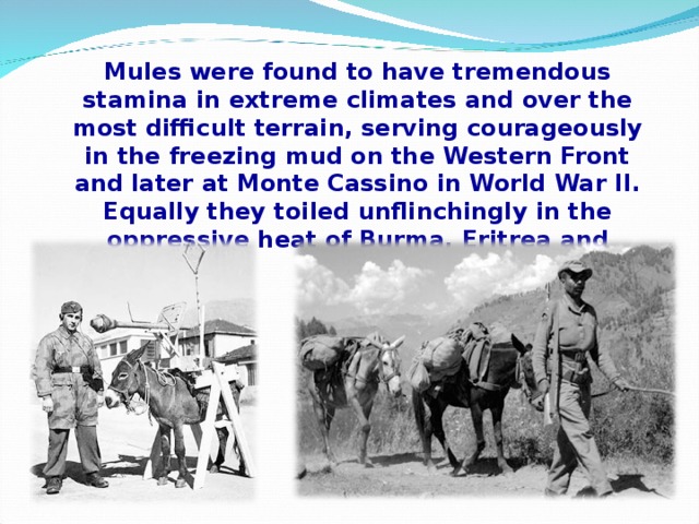 Mules were found to have tremendous stamina in extreme climates and over the most difficult terrain, serving courageously in the freezing mud on the Western Front and later at Monte Cassino in World War II. Equally they toiled unflinchingly in the oppressive heat of Burma, Eritrea and Tunisia.