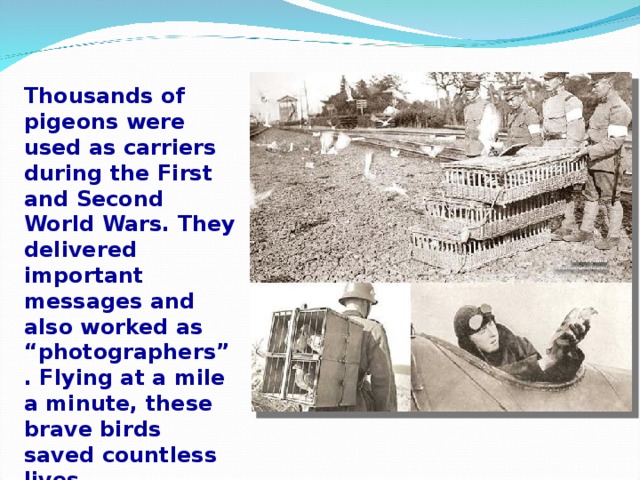 Thousands of pigeons were used as carriers during the First and Second World Wars. They delivered important messages and also worked as “photographers”. Flying at a mile a minute, these brave birds saved countless lives.