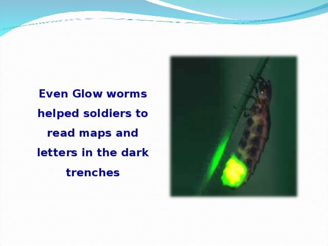 Even Glow worms helped soldiers to read maps and letters in the dark trenches