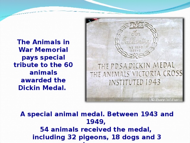 The Animals in War Memorial pays special tribute to the 60 animals awarded the Dickin Medal. A special animal medal. Between 1943 and 1949, 54 animals received the medal, including 32 pigeons, 18 dogs and 3 horses.