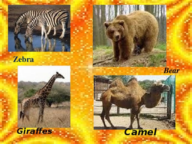 Zebra Bear Camel Giraffes