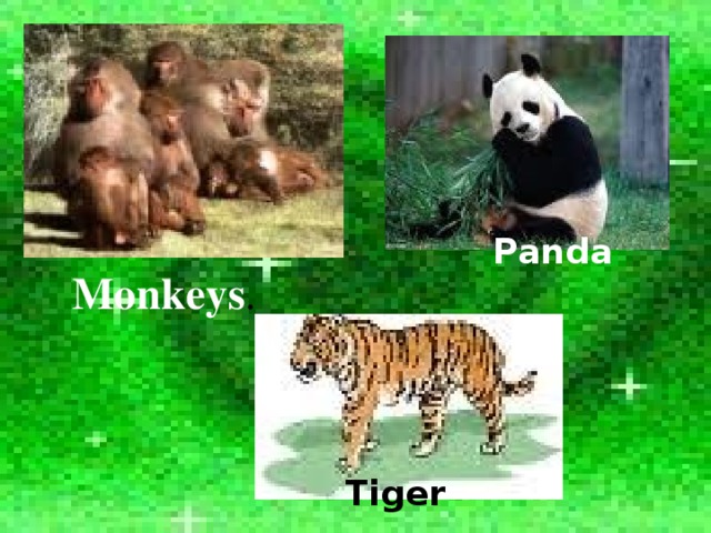 Panda Monkeys .  Tiger