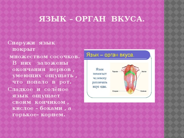 язык – орган вкуса. Снаружи язык покрыт  множеством сосочков. В них заложены окончания нервов , умеющих ощущать , что попало в рот. Сладкое и солёное язык ощущает своим кончиком , кислое – боками , а горькое- корнем.