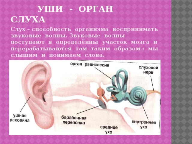 уши - орган слуха Слух – способность организма воспринимать звуковые волны. Звуковые волны поступают в определённы участок мозга и перерабатываются там таким образом : мы слышим и понимаем слова.