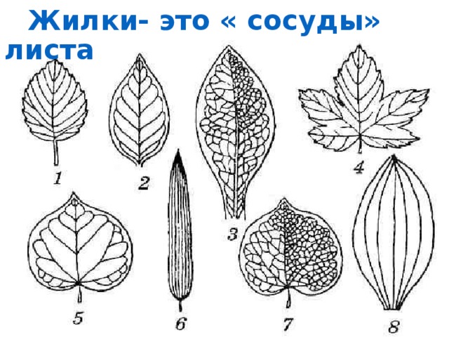 Карта жилок главного банка