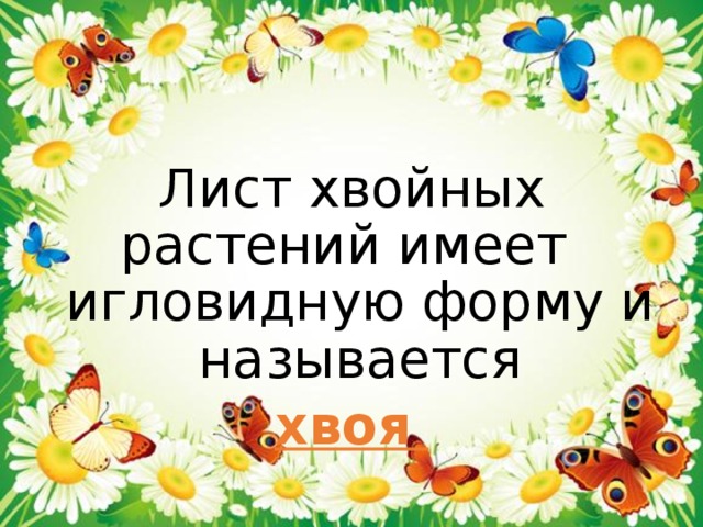 Лист хвойных растений имеет игловидную форму и называется хвоя