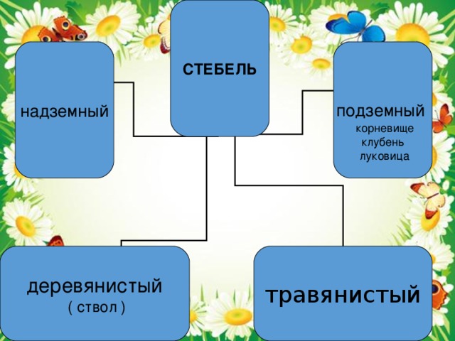 СТЕБЕЛЬ надземный подземный деревянистый ( ствол ) травянистый