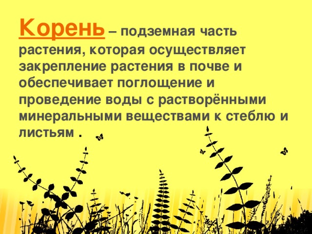 Корень  – подземная часть растения, которая осуществляет закрепление растения в почве и обеспечивает поглощение и проведение воды с растворёнными минеральными веществами к стеблю и листьям .