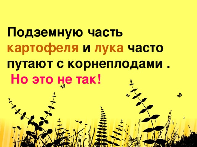 Подземную часть  картофеля и лука часто путают с корнеплодами .   Но это не так!